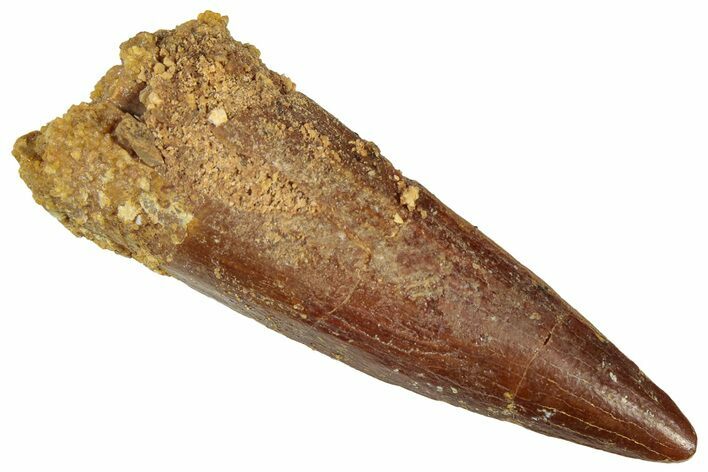 Fossil Spinosaurus Tooth - Real Dinosaur Tooth #298357